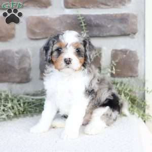 Baylor, Cavapoo Puppy